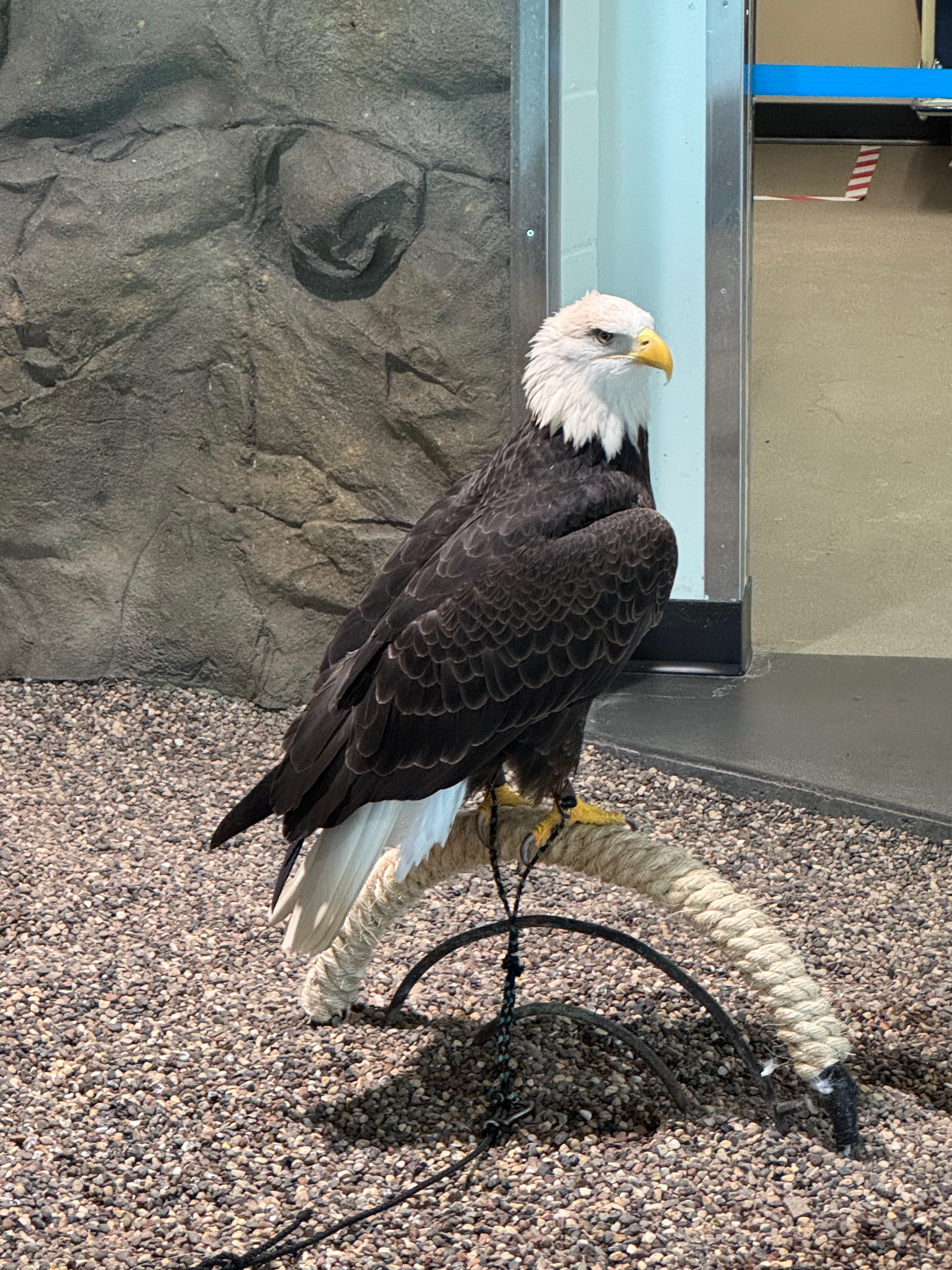 full bird